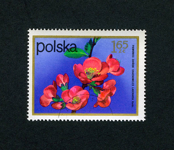 istock Postage Stamp Flowers: (Poland) Chaenomeles lagenaria 172763029