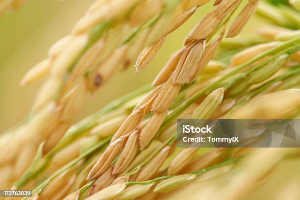 Rice Paddy Stock Photo - Download Image Now - Agriculture, Backgrounds, Cereal Plant
