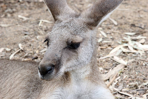 Kangaroo stock photo
