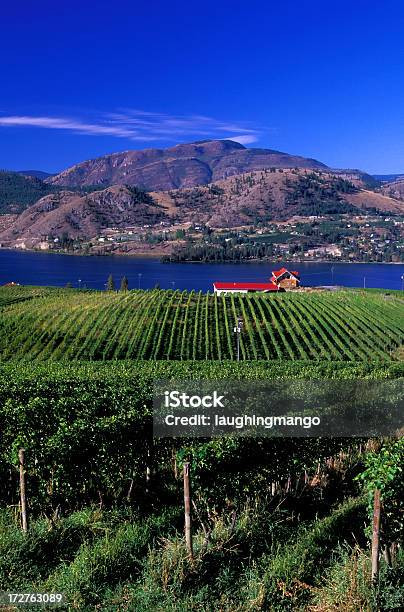 Okanagan Valley Weingut Stockfoto und mehr Bilder von Cabernet Franc - Cabernet Franc, Agrarbetrieb, Agrarland