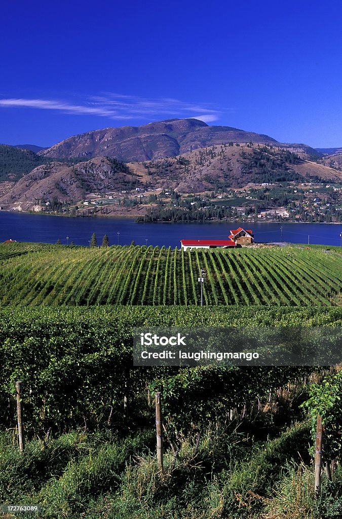 okanagan valley vineyard - Foto stock royalty-free di Uva Cabernet Franc