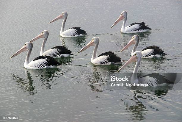 Pelican Formation Stock Photo - Download Image Now - Animal, Animal Markings, Australian Pelican