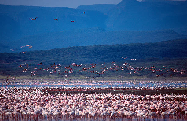 istock Flamingos in lake Nakuru 172763192