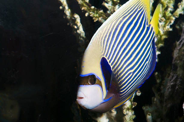 Emperor Angel Tropical Fish stock photo