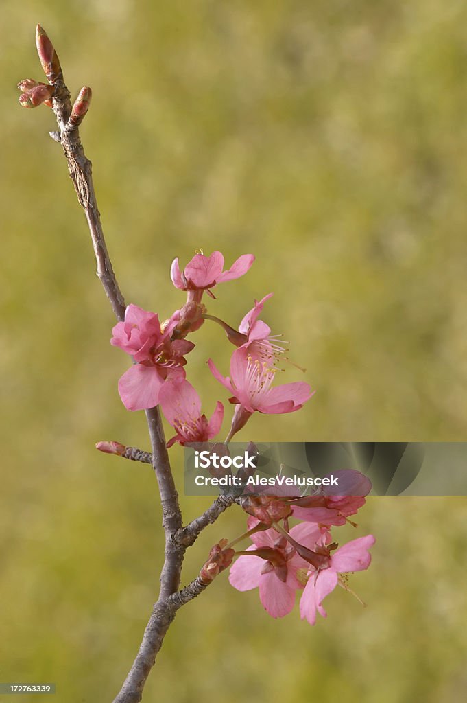 Pinke Blüte - Lizenzfrei Apfelbaum Stock-Foto