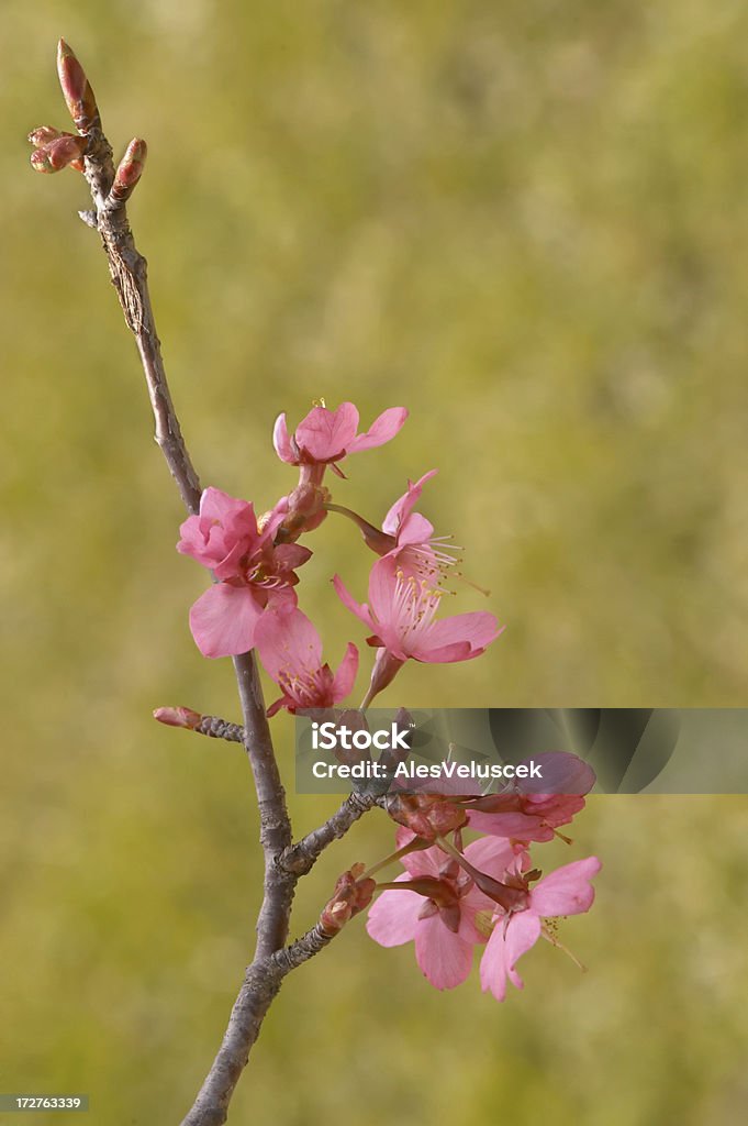 ピンクの花 - アンズの花のロイヤリティフリーストックフォト