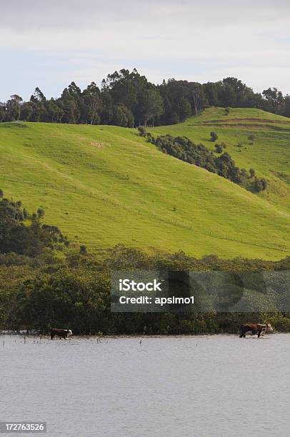 ウォーキング Onwater - ニュージーランドのストックフォトや画像を多数ご用意 - ニュージーランド, 家畜牛, 洪水