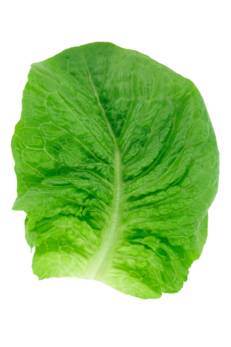 Single cos lettuce leaf on white background