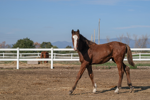 Red suit foal stands in a paddock. Young brown horse goes in the corral farm on blue sky background. Farm Feeding. The concept of human-nature relations. Animal care. Purebred horses.