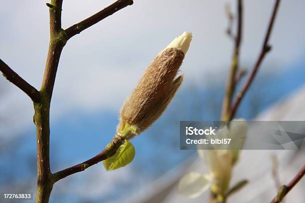 Magnolia Bud - zdjęcia stockowe i więcej obrazów Bez ludzi - Bez ludzi, Fotografika, Horyzontalny