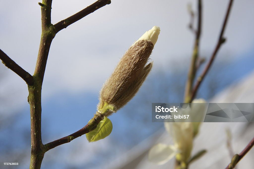 Magnolia bud - Foto de stock de Abrindo royalty-free