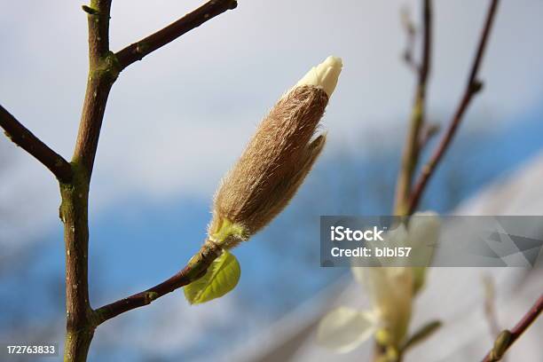 Foto de Magnolia Bud e mais fotos de stock de Abrindo - Abrindo, Botão - Estágio de flora, Cabeludo
