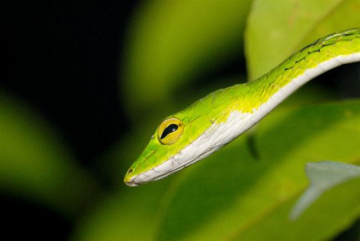 A close up of the stealthy Oriental Whip Snake (Ahaetulla prasina).  It is a beautiful and small yellow snake which is relatively harmless to humans.  This is a widespread species of tree snake found in South Asia and Southeast Asia.(http://en.wikipedia.org/wiki/Ahaetulla_prasina)Class: ReptiliaOrder: SquamataSuborder: SerpentesFamily: ColubridaeSubfamily: ColubrinaeTaken in Singapore.