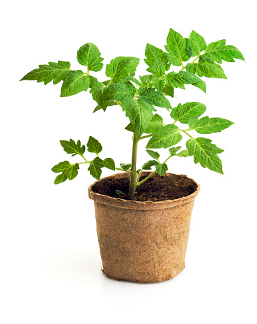 Subject: A tomato seedling plant in a plantable paper container. Isolated on a white background.