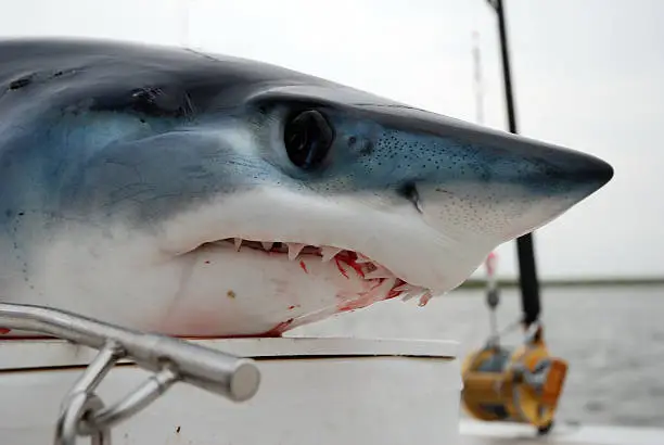 i caught this shark off new jersey coast.