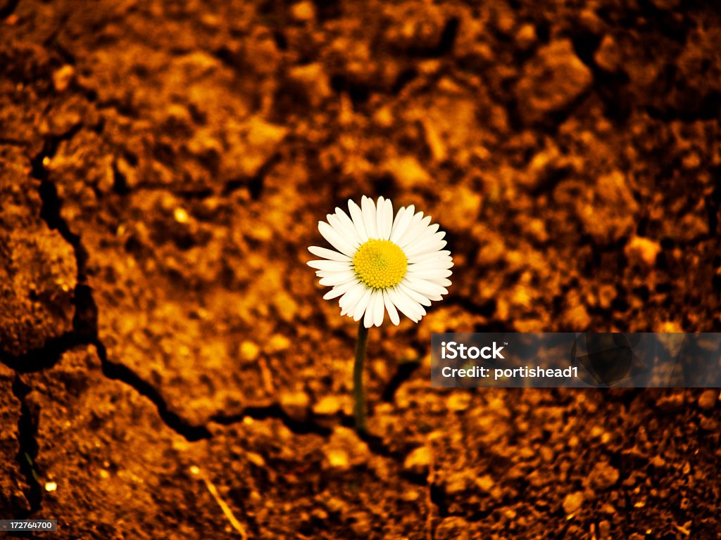 daisy - Foto de stock de Abstracto libre de derechos