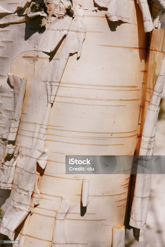 Birch tree close up Backgrounds Stock Photo