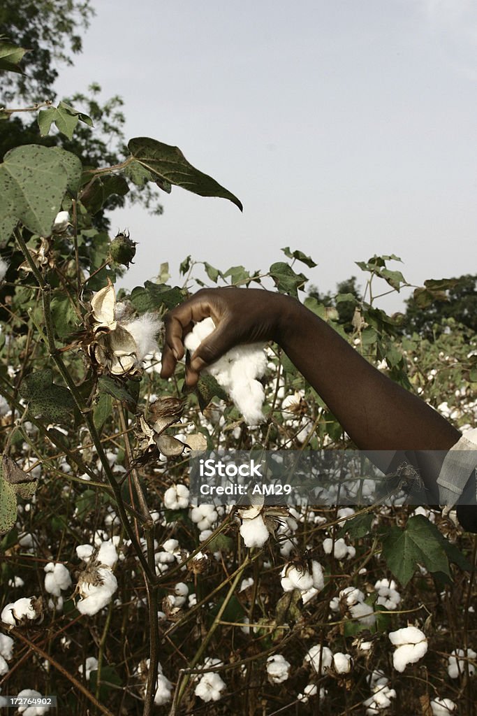 Agricultor de algodón - Foto de stock de Algodón - Textil libre de derechos