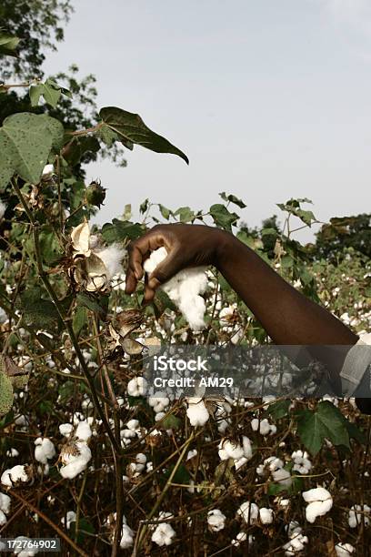 Agricultor De Algodón Foto de stock y más banco de imágenes de Algodón - Textil - Algodón - Textil, Planta de algodón, África