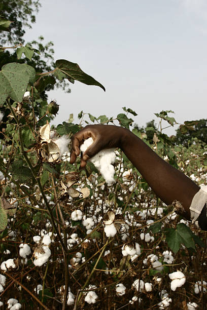 agricoltore in cotone - men african descent giving flower foto e immagini stock