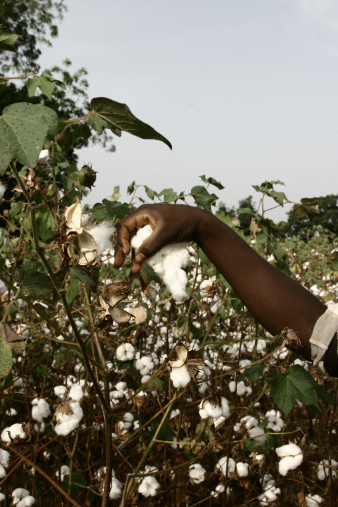 Young man take the cotton in the field