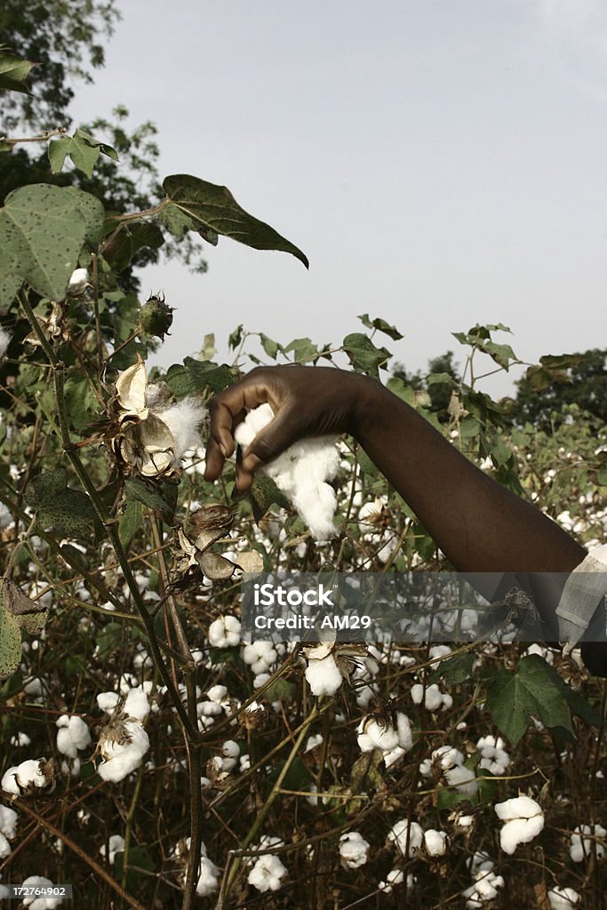 Cotton Farmer Young man take the cotton in the field Cotton Stock Photo