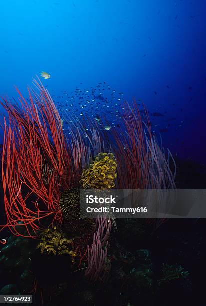 Barriera Corallina Magia - Fotografie stock e altre immagini di Acqua - Acqua, Ambiente, Animale