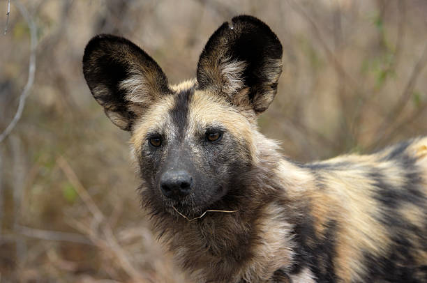 istock Portrait from a Wilddog 172765077