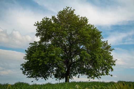 This image reflects the majesty of a lone tree in the midst of vast plains. Standing solitary amidst the emptiness, the lone tree contrasts beautifully against the blue sky. This single tree symbolizes the strength, resilience, and inherent beauty of nature on its own. This impressive landscape evokes feelings of tranquility and solitude.