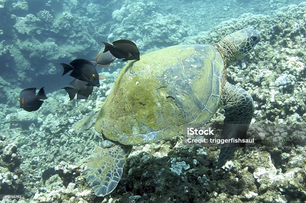 Green Sea Turtle ser desinfectados de fish - Foto de stock de Agua libre de derechos