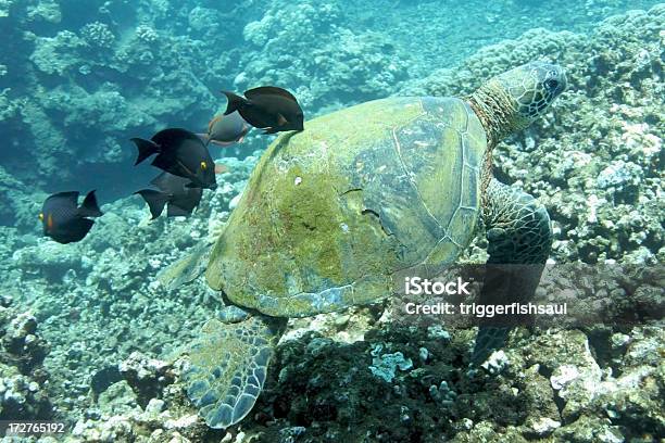 Зеленый Turtle Очищен Методом Fish — стоковые фотографии и другие картинки Амфибия - Амфибия, Вода, Гавайские острова