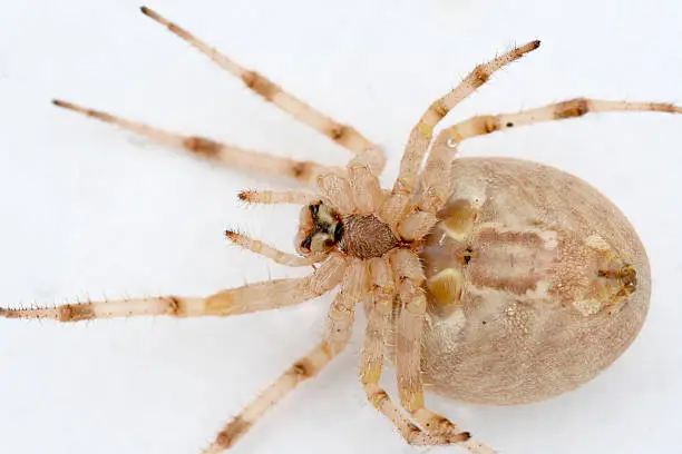 Photo of Spider Macro