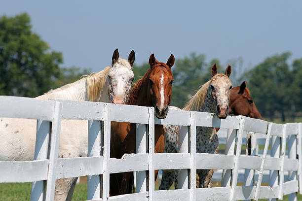 istock Two white and two brown horses behind a white fence 172765288