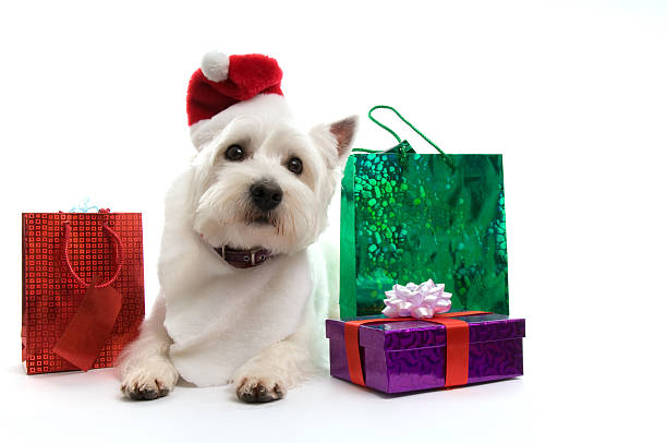 istock Father Christmas Westie 172765298