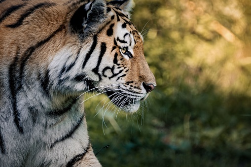 A close up shot of an adorable tiger in its natural habitat