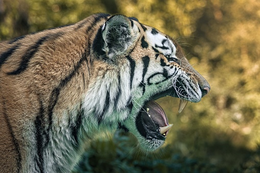 A close up shot of an adorable tiger in its natural habitat