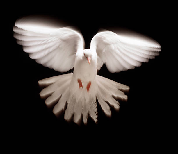 White pigeon, blurred motion