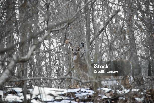 Camouflaged 디어 0명에 대한 스톡 사진 및 기타 이미지 - 0명, 겨울, 나무