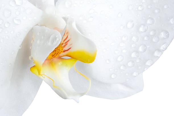 Closeup of a phalaenopsis orchid isolated on white stock photo