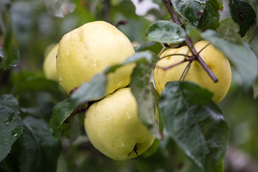 Close-up apple tree branch with large green yellow apples in the garden in autumn. Apples of the Antonovka variety