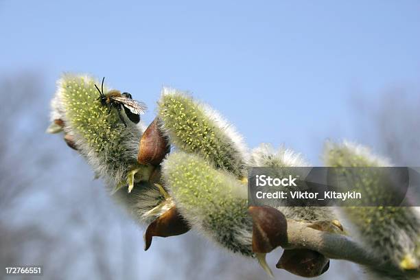 Willow Branch — стоковые фотографии и другие картинки Без людей - Без людей, Весна, Ветвь - часть растения