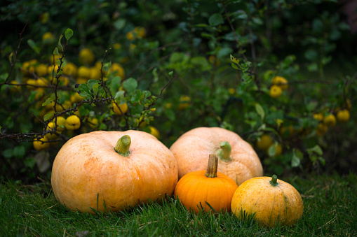 Orange pumpkins in the garden and yellow quince, autumn harvest time, natural autumn background.
