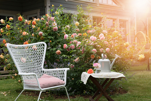 Romantic sitting area in the rose garden, wooden table and chairs near the large flowering bushes of English roses. Watering can for flowers, the concept of gardening and relaxing in the garden