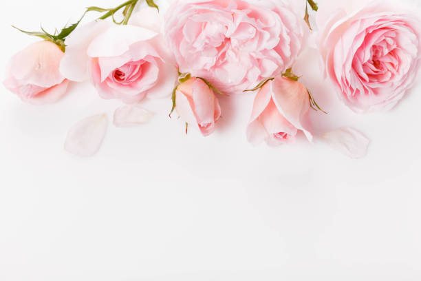 istock Festive flower composition on white background. Overhead view 1727666278