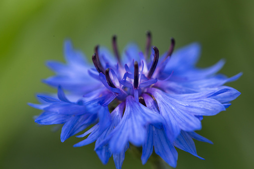 Blue flower of cornflower in the field. Blue cornflowers on green background. Blurred nature background with bokeh. Flowers as Background.