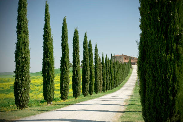 istock Tuscany farmhouse 172766736