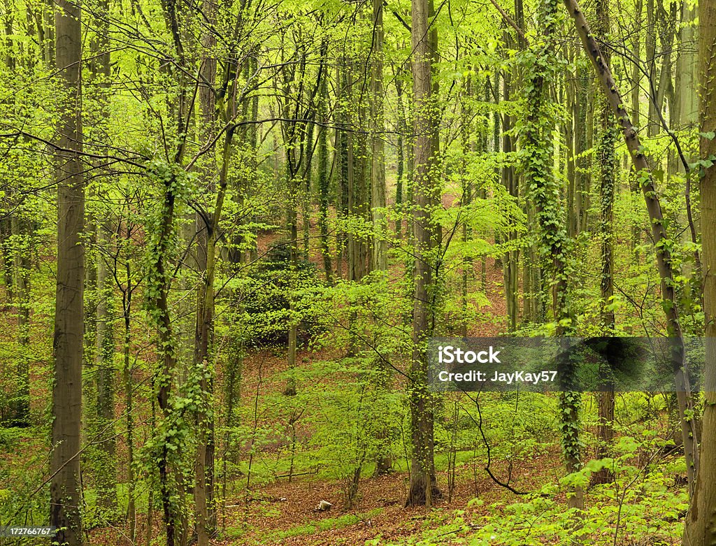 Boschi di primavera - Foto stock royalty-free di Albero