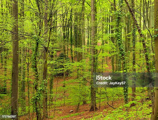 Boschi Di Primavera - Fotografie stock e altre immagini di Albero - Albero, Ambientazione esterna, Ambientazione tranquilla