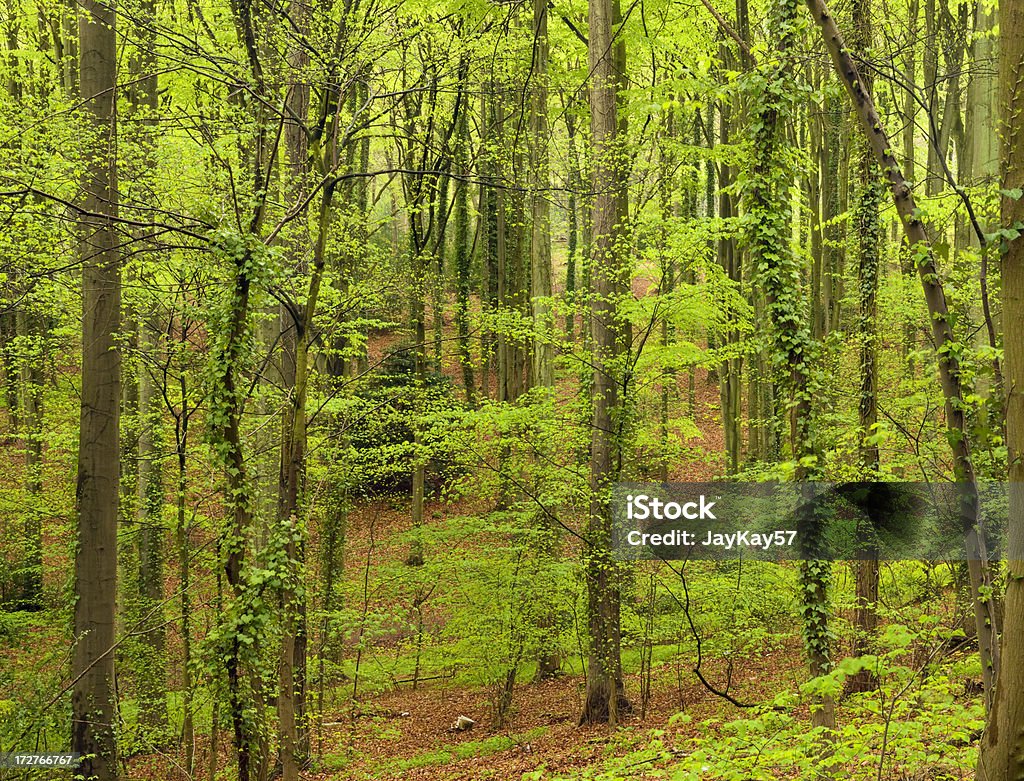 Floresta de primavera - Foto de stock de Arbusto royalty-free