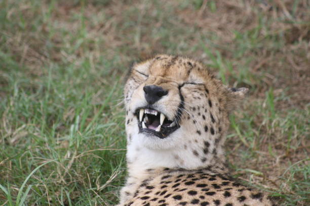 Cheetah's funny expression stock photo